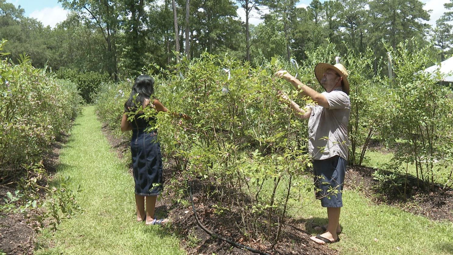 Tallahassee blueberry farm weathers exceptional drought, eyes recovery as rains return