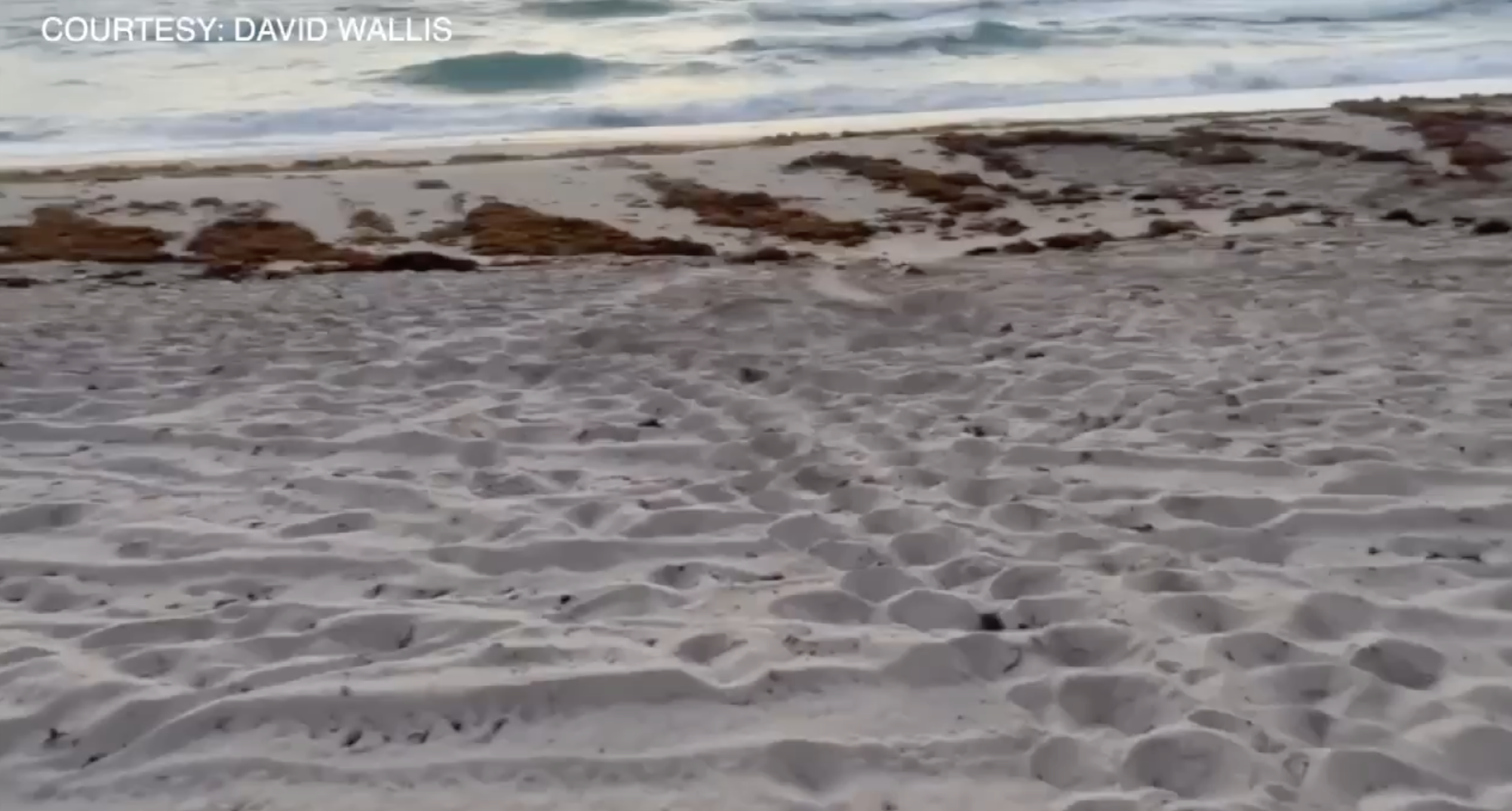 David Wallis sea turtle tracks on the beach April 27 2023.png