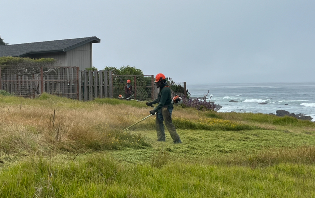 Weed abatement in Cambria