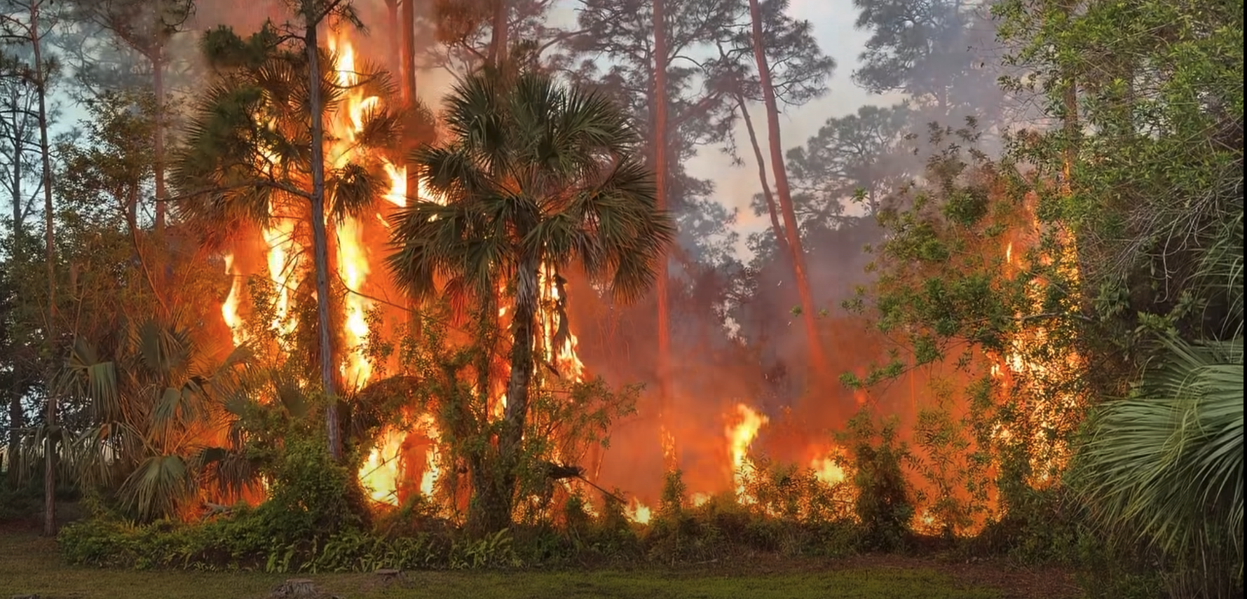 Brush fire at Foxwood Estates