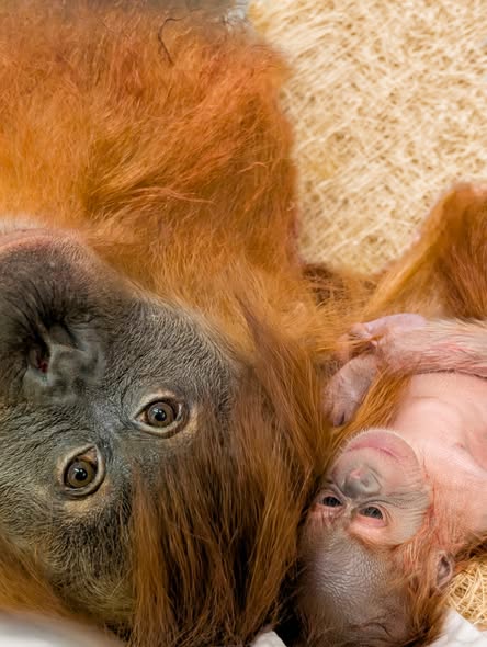 Denver Zoo oragutan Hesty is officially a mother! See photos and vote on the baby boy's name
