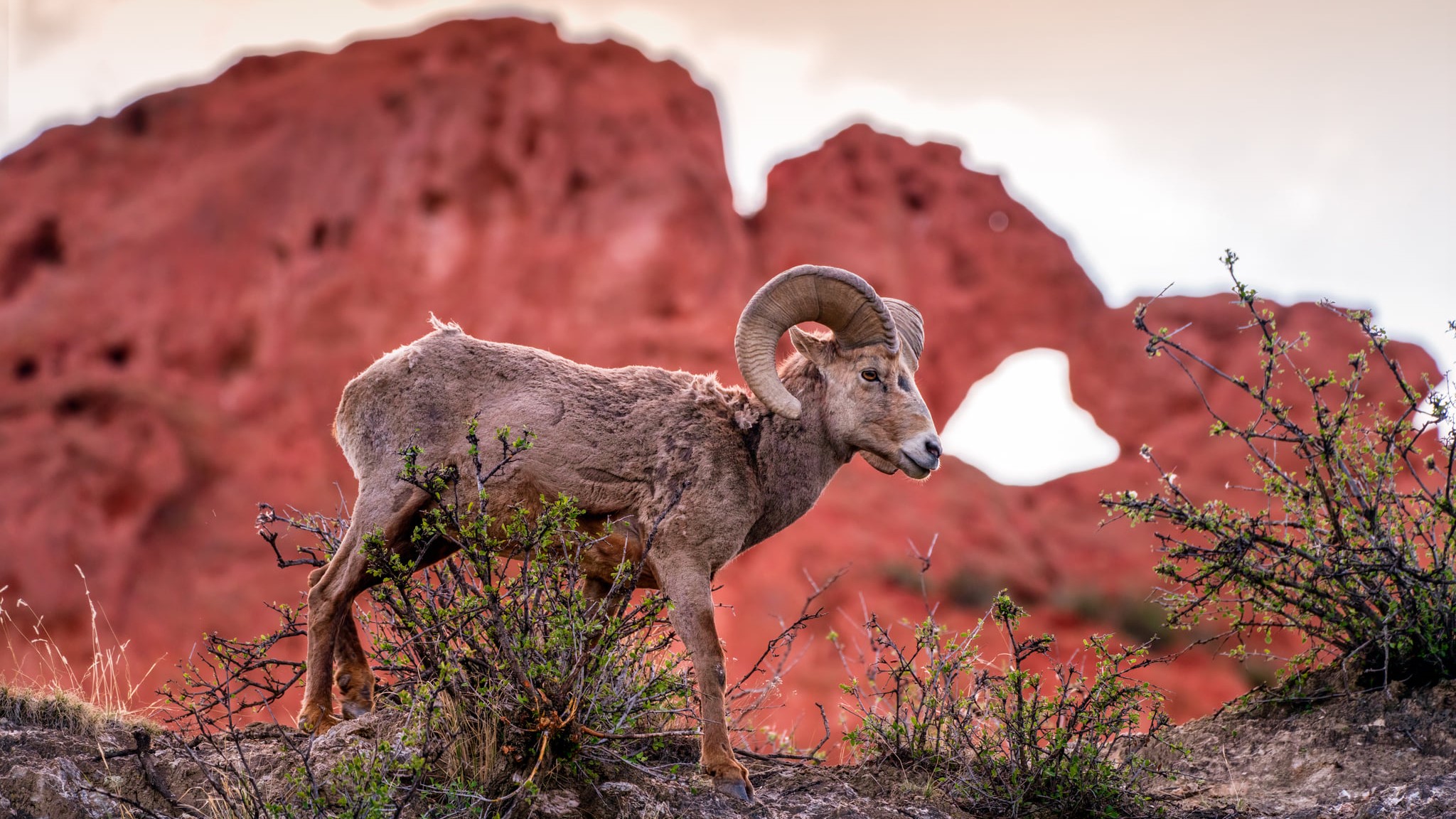 Daniel Forster Garden of the Gods bighorn sheep