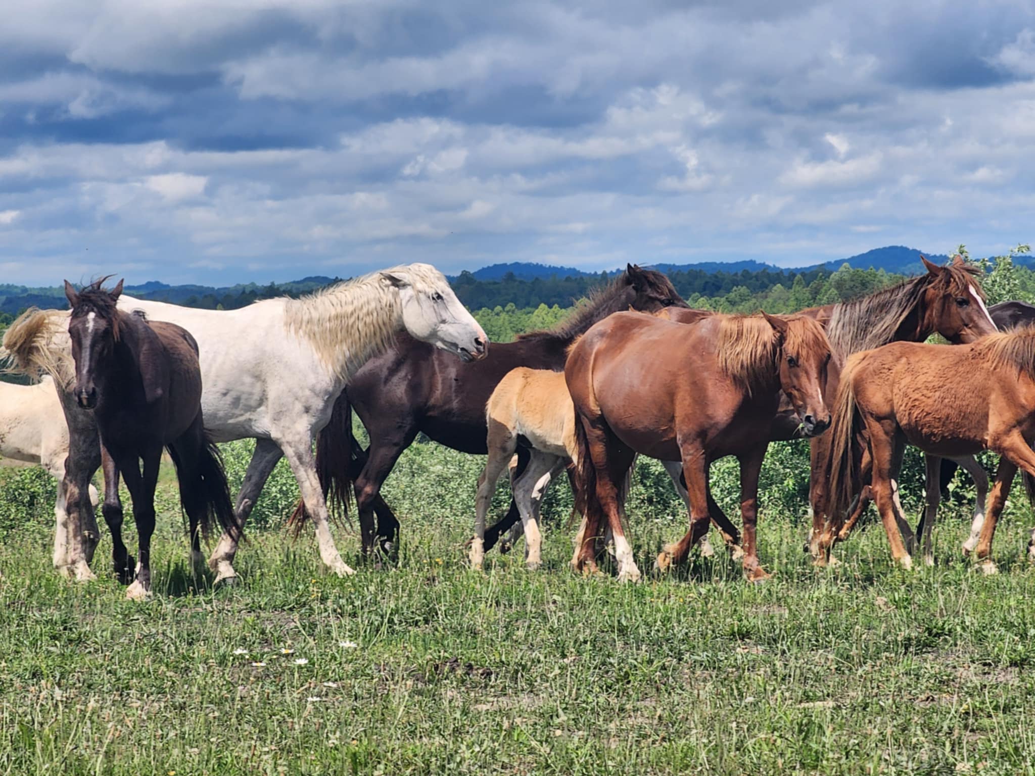 wild horses