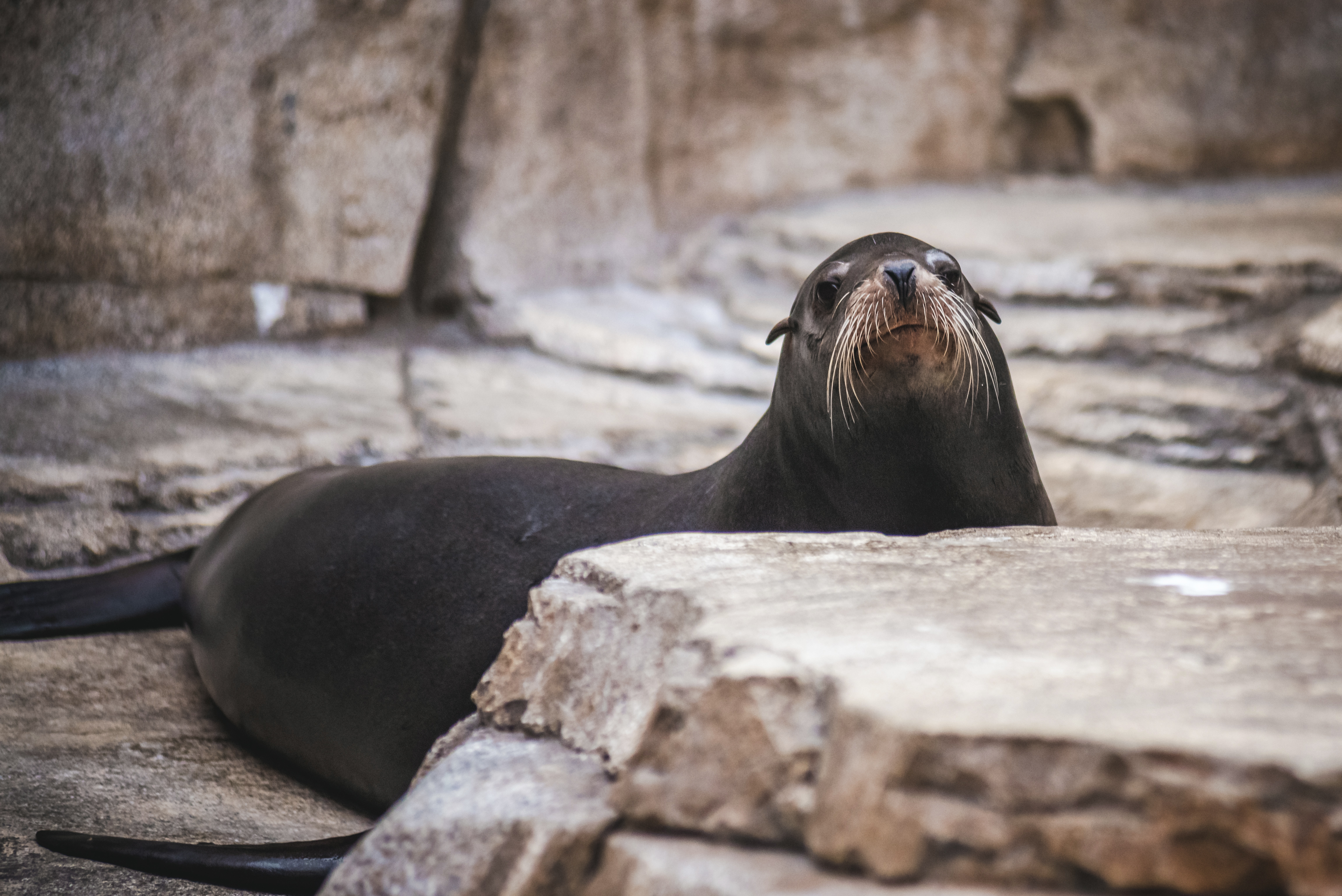 Wandering Sea Lion Euthanized