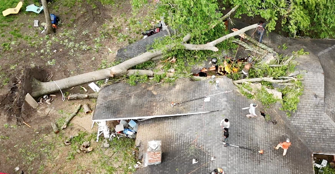 tree in house.png