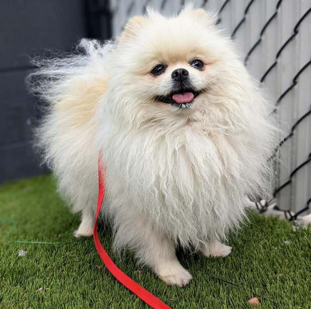 San Diego Humane Society
