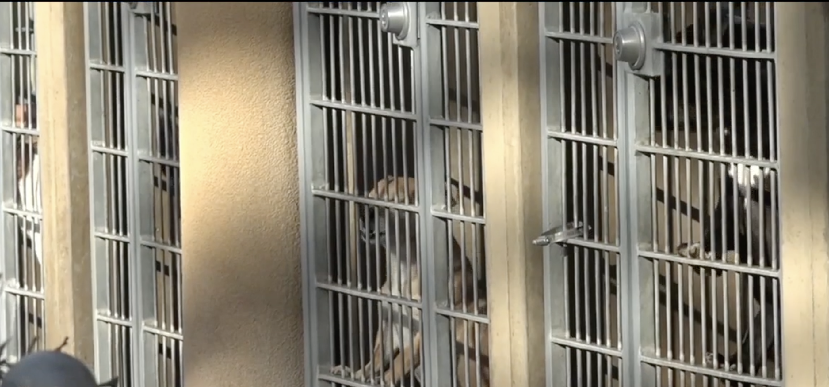 CHULA VISTA ANIMAL SHELTER 