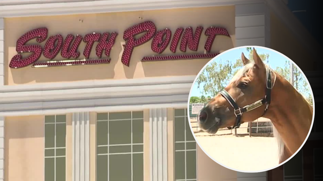 South Point Barrel Horse Stabbing