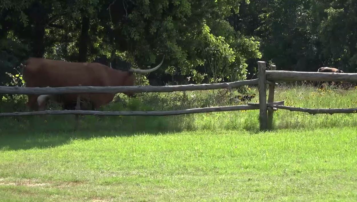 celebrity longhorn  retires in groesbeck