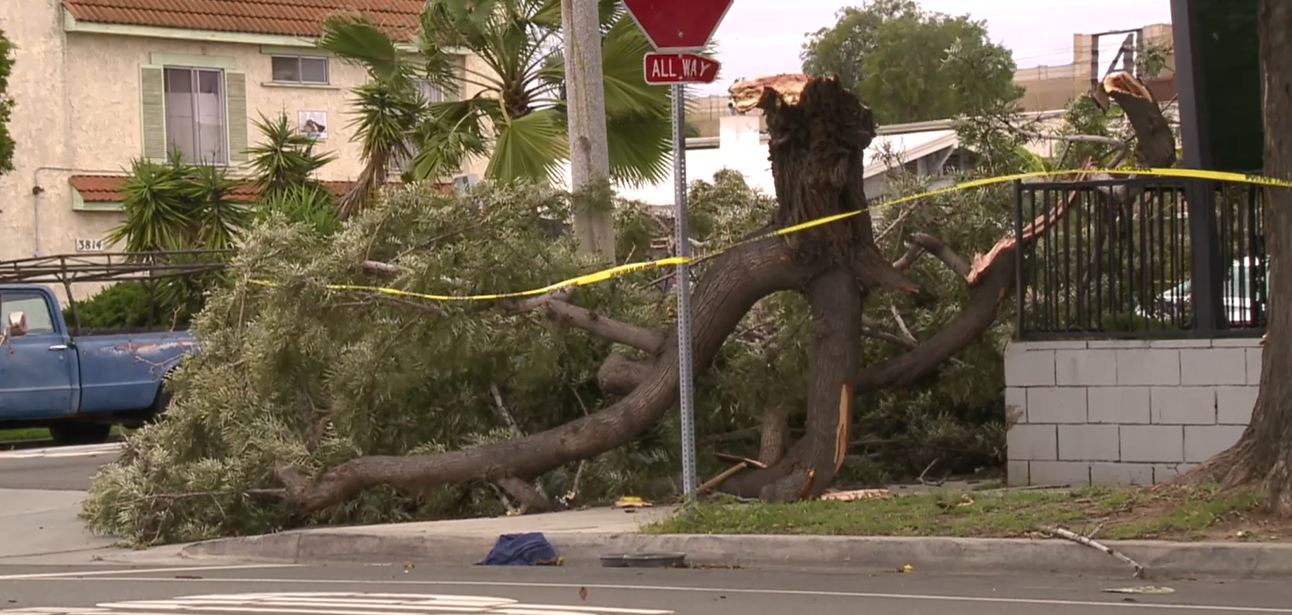 Man killed by fallen tree in City Heights