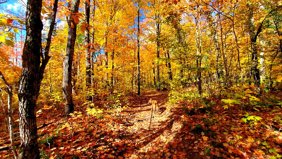 Fall Colors 2020