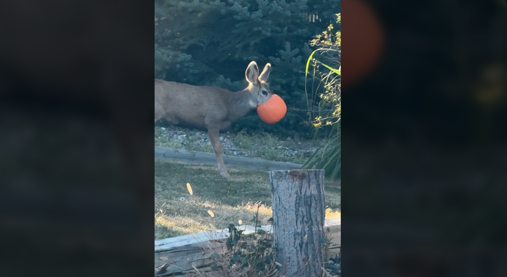 Deer with pumpkin