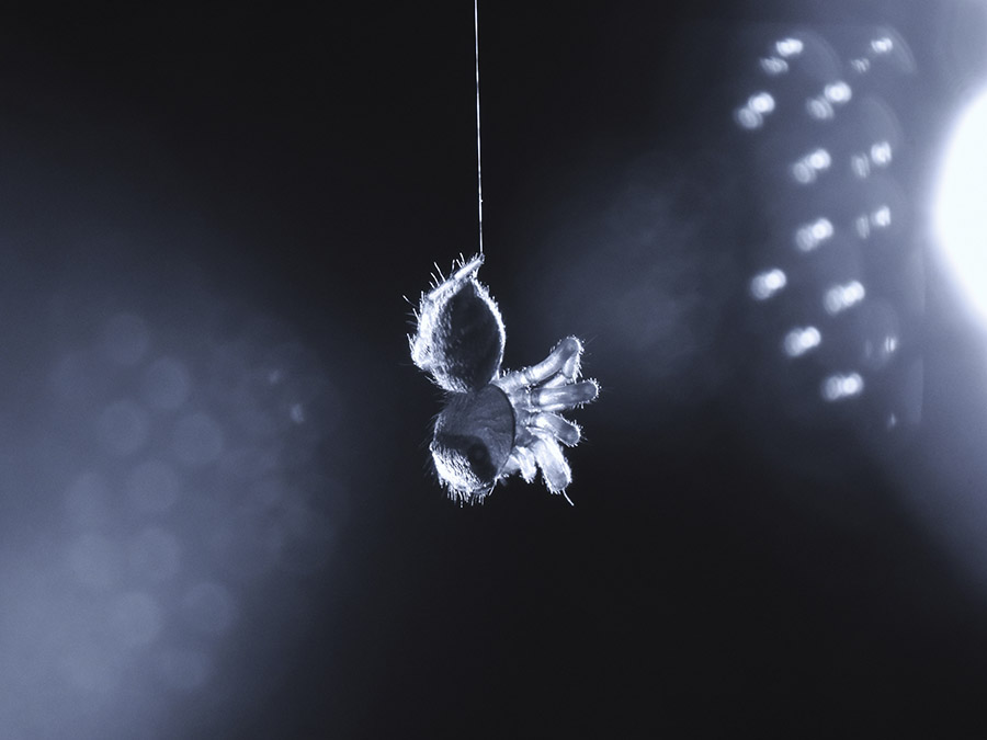 Spider Sleep