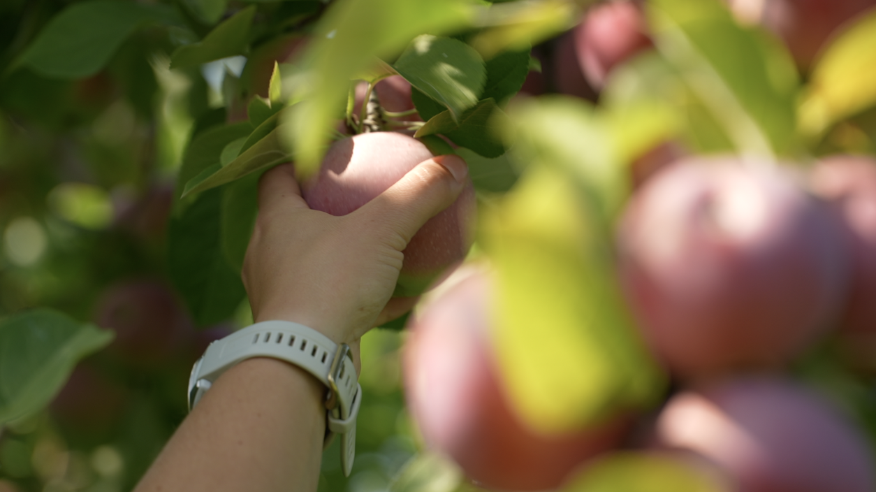 Swanson's Orchard