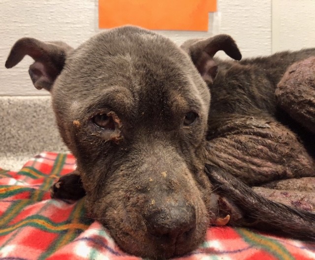 Capital Area Humane Society Cruelty Case