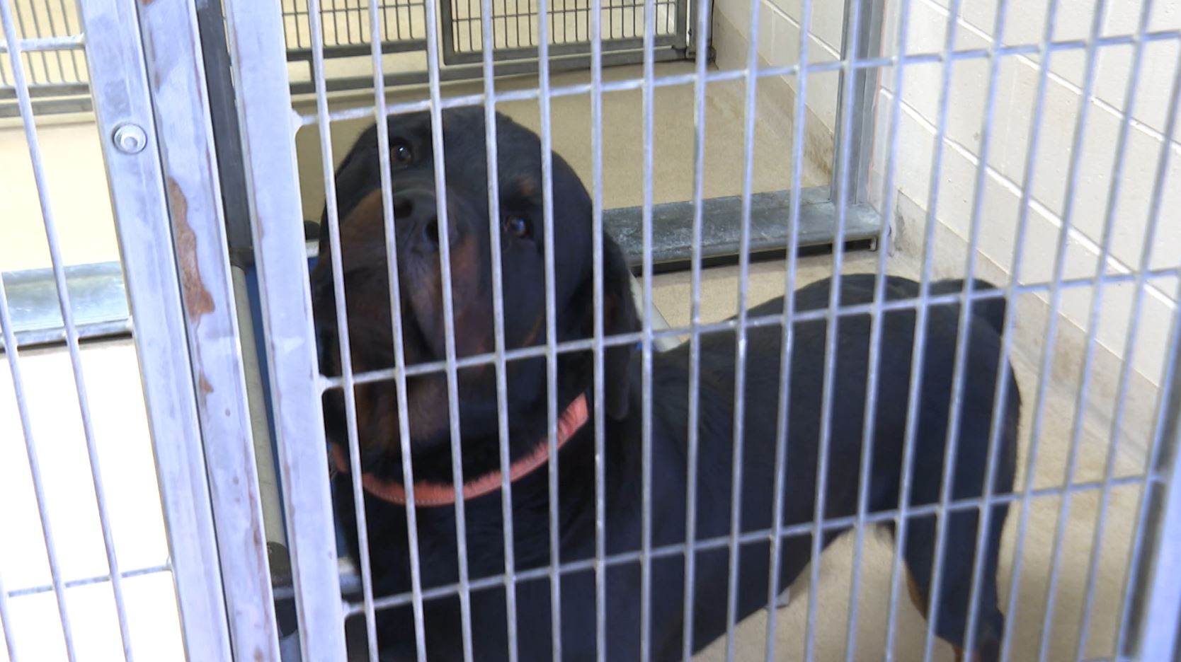 santa maria shelter dog.JPG