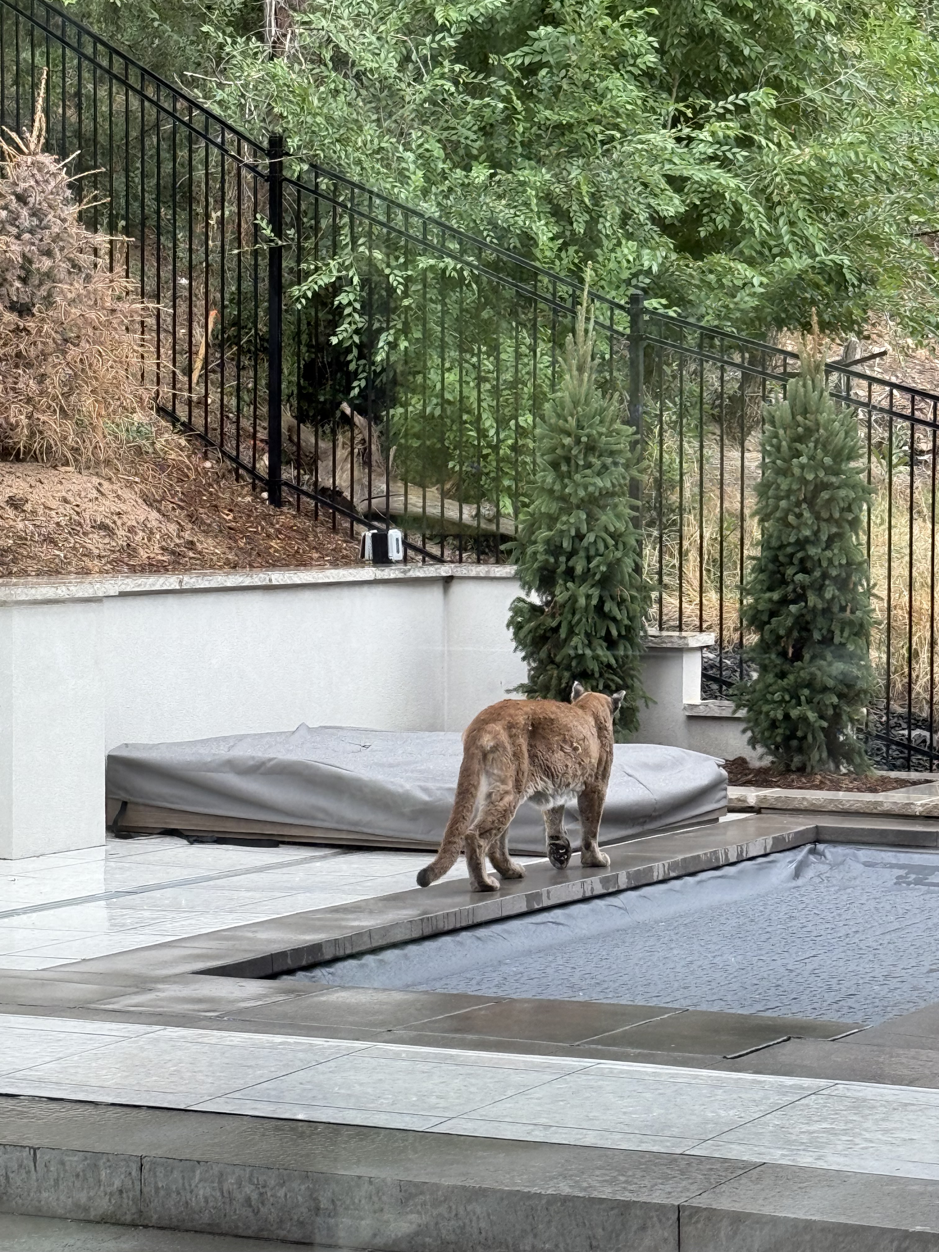 Boulder Mountain Lion