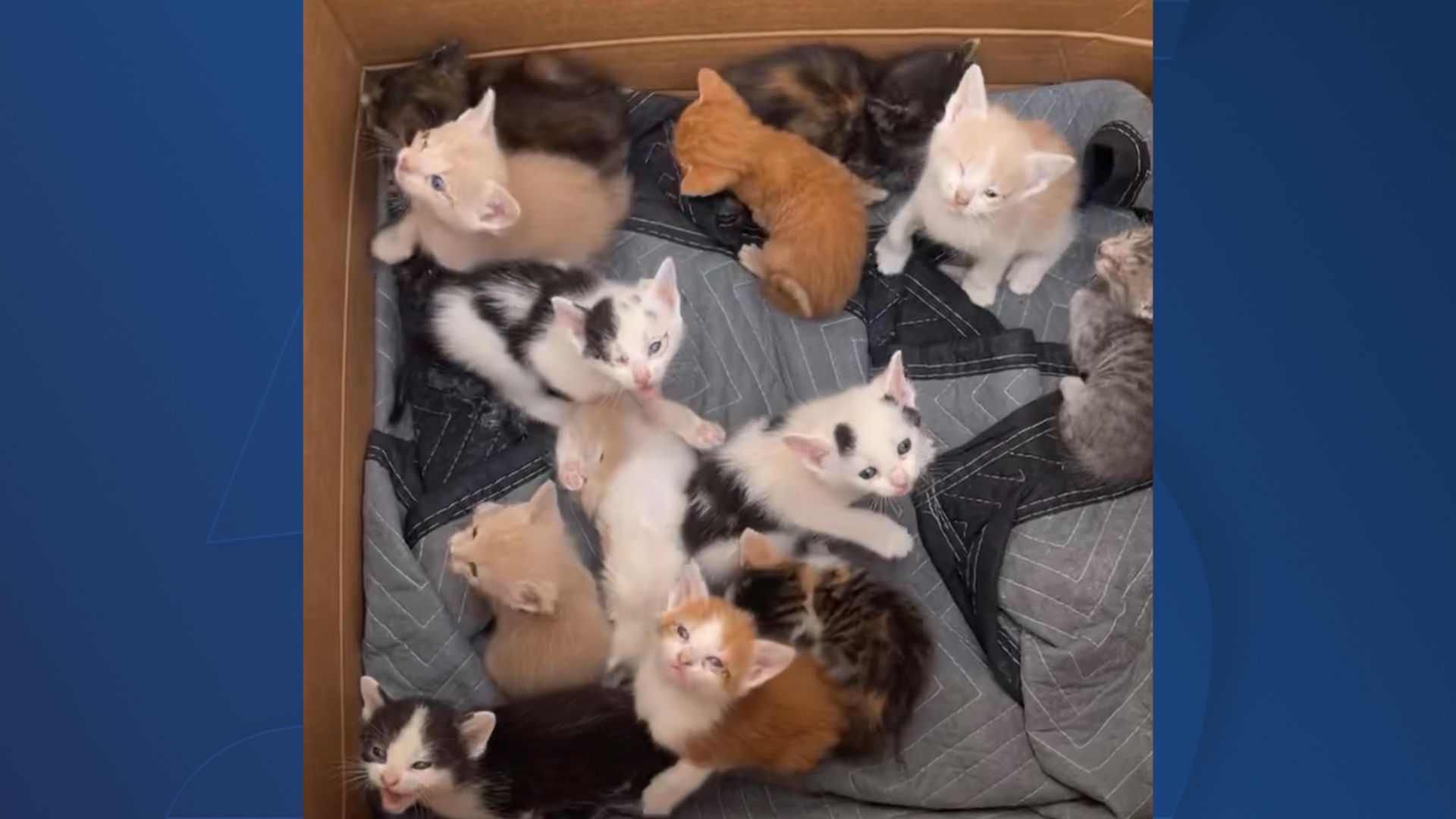 Nashville Cat Rescue