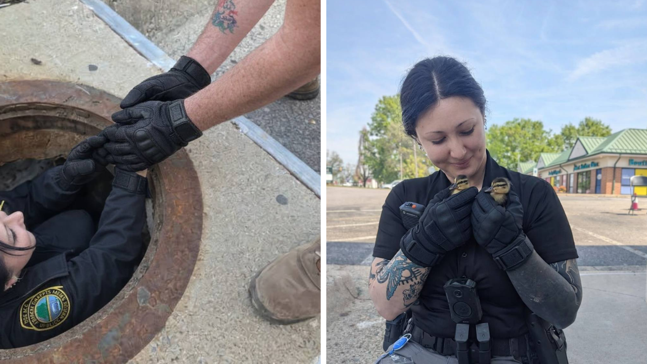 Colonial Heights ducks rescued