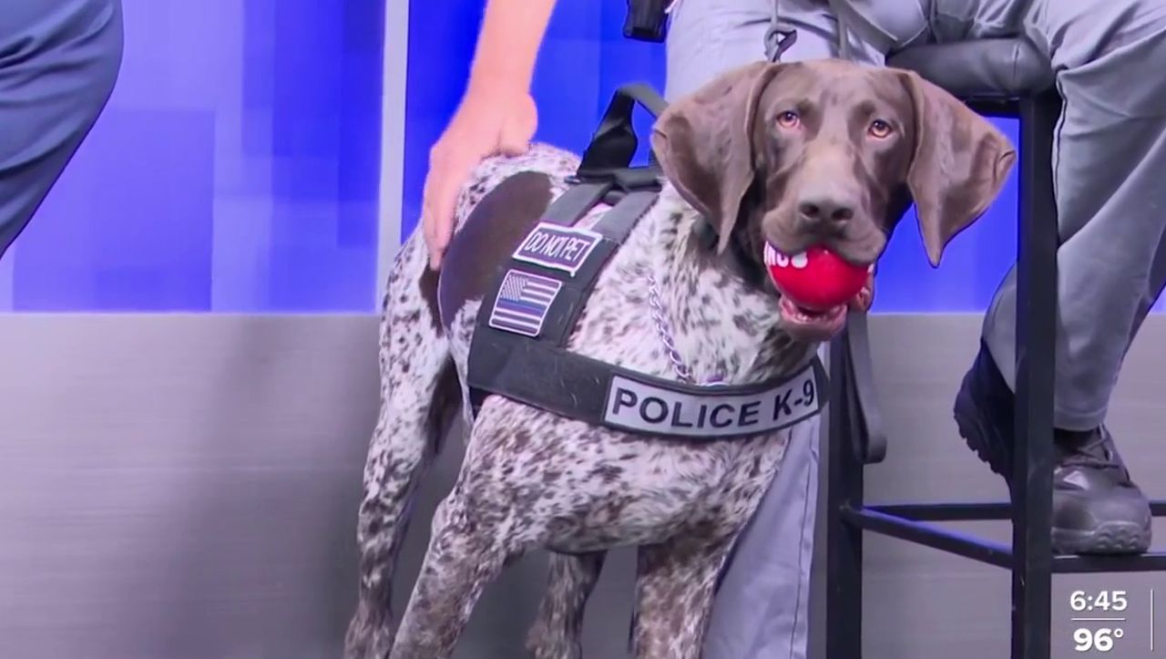 Benny K9