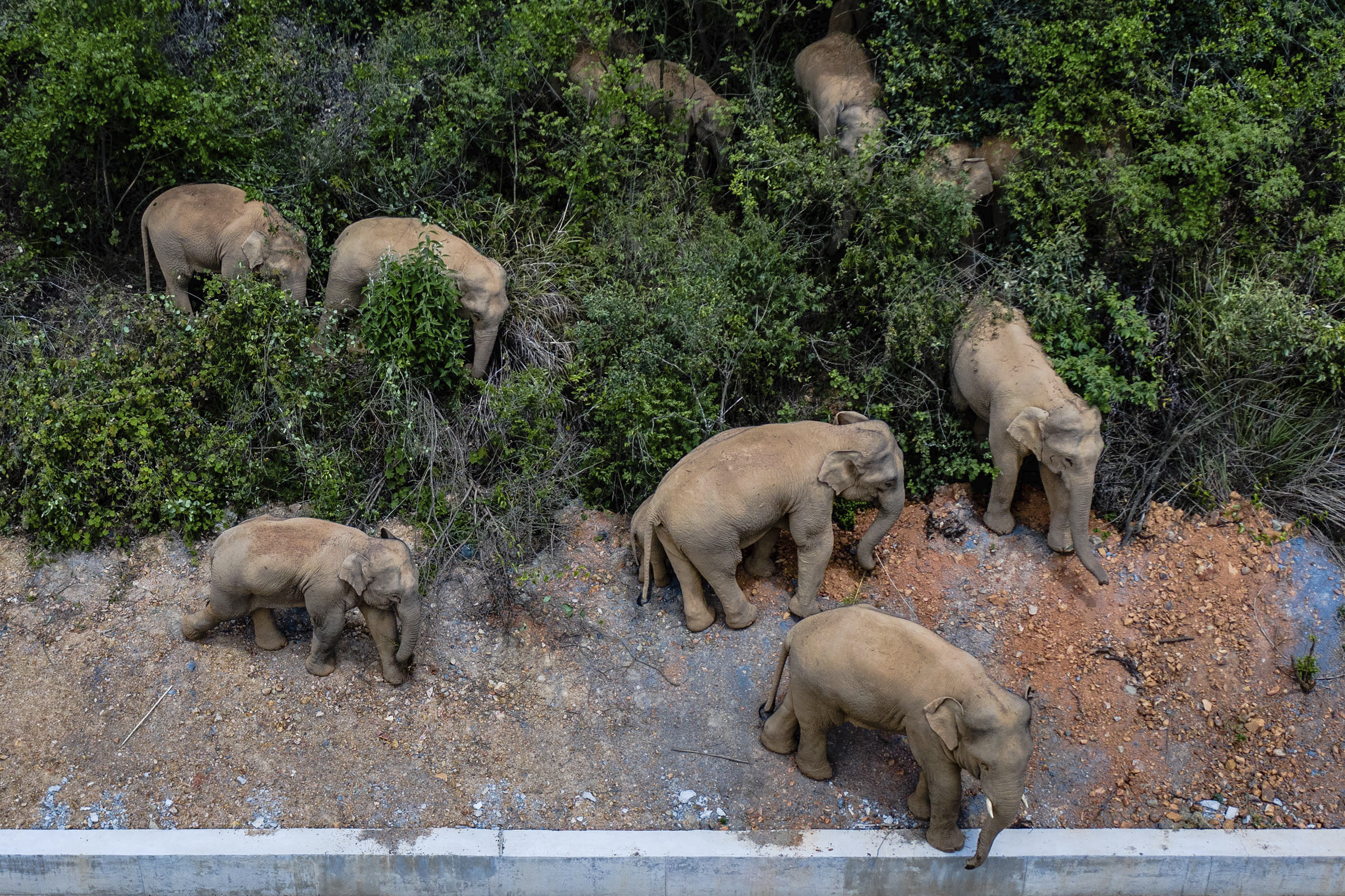 China Wandering Elephants