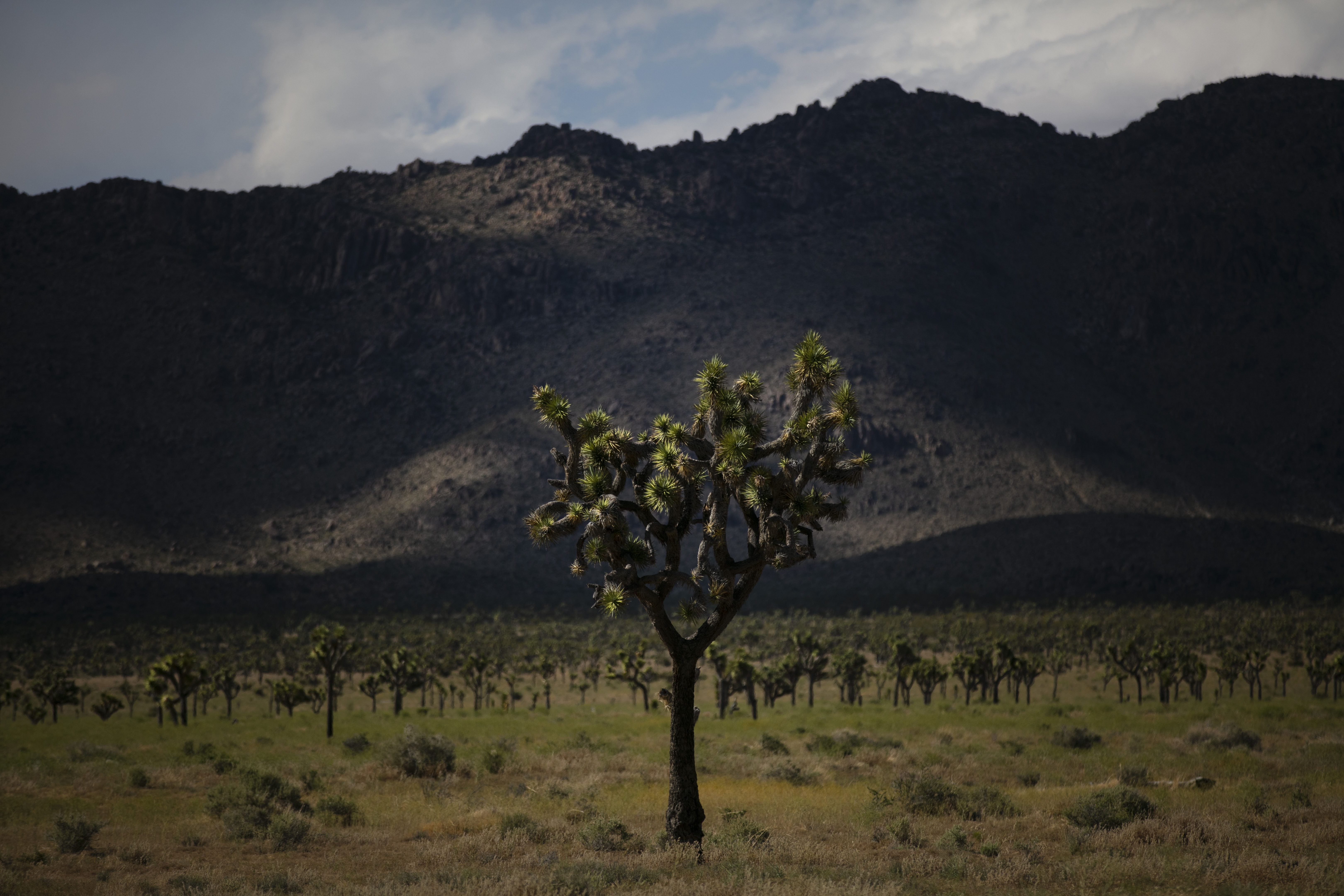 Joshua Tree National Park