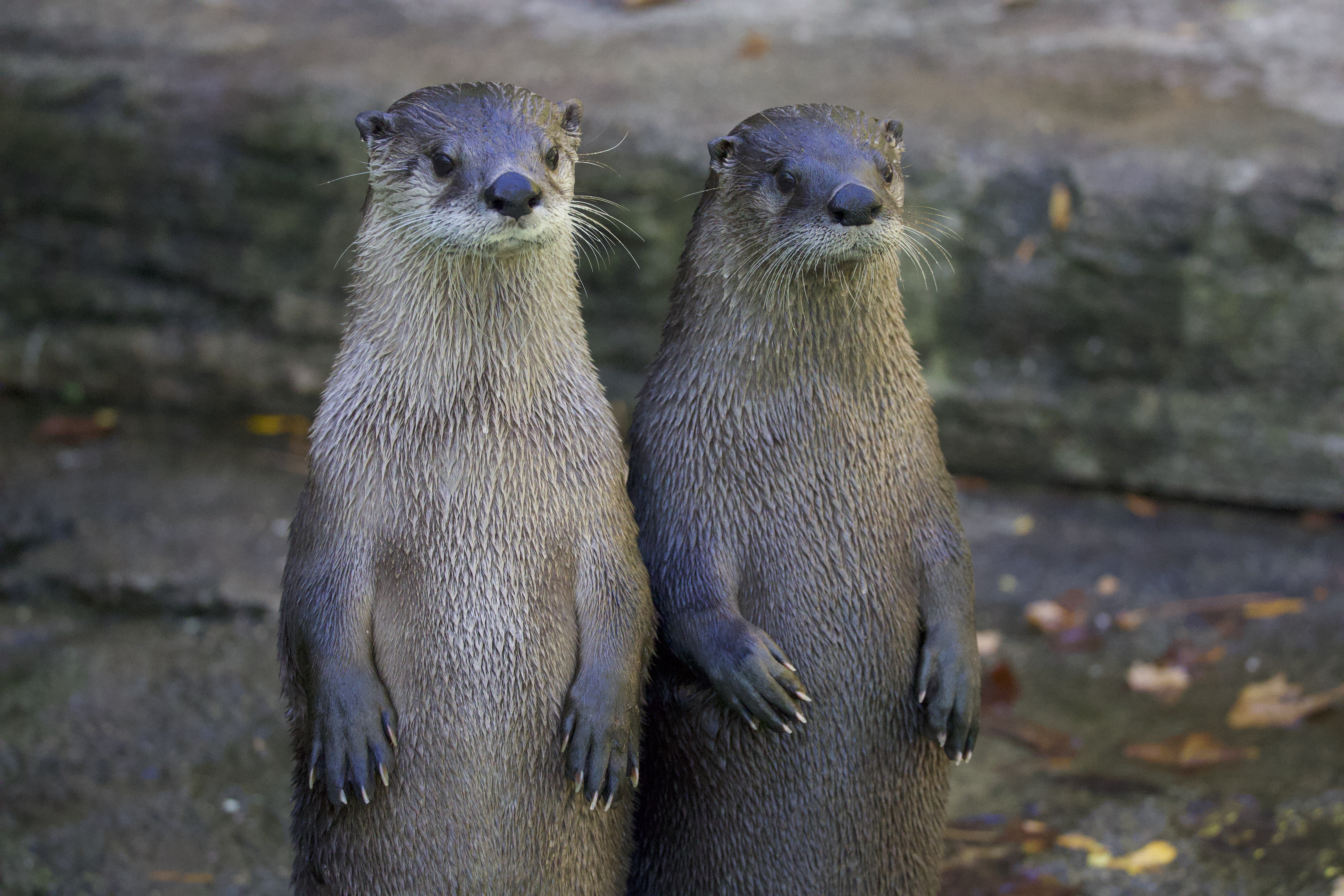 North American River Otters at John Ball Zoo