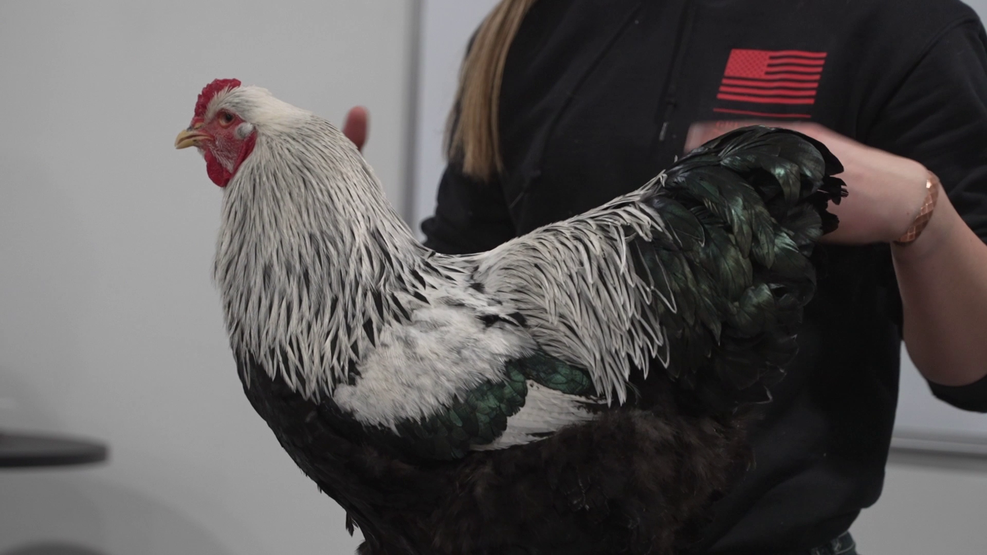 4H members prep for poultry showmanship
