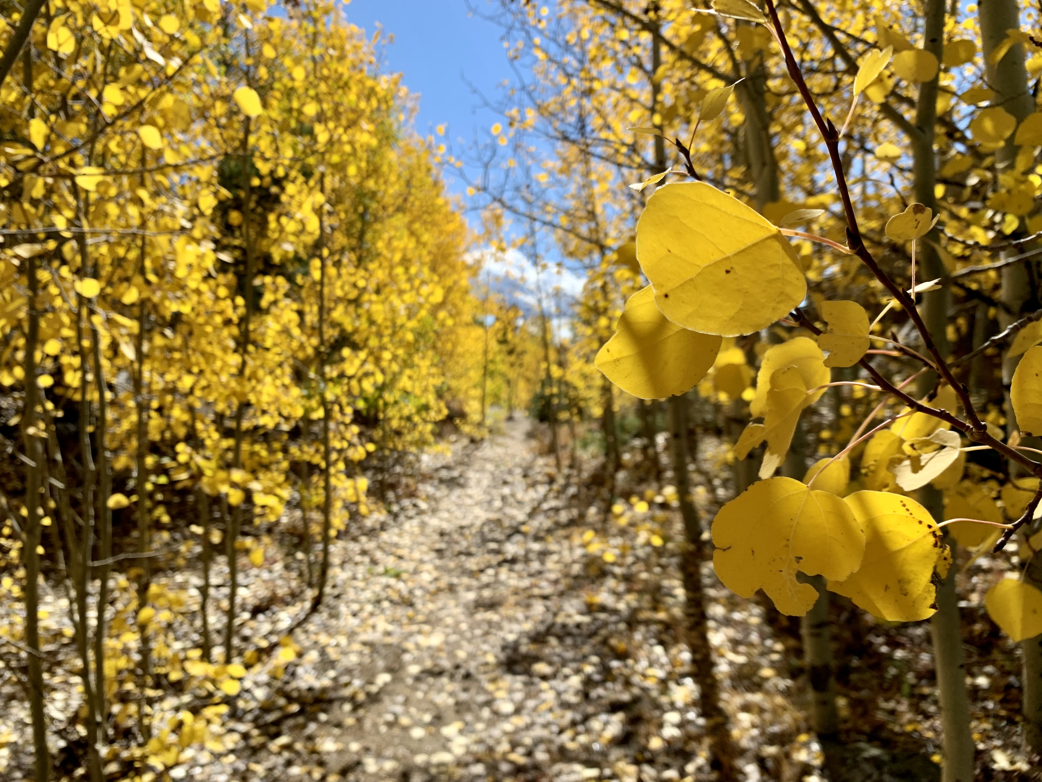 Trail near Nederland_yellow aspens, leaf peeping