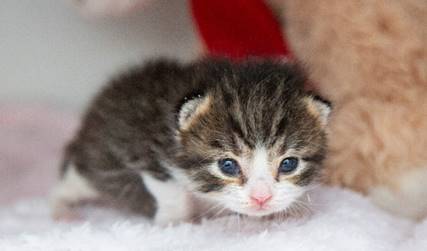 kitten