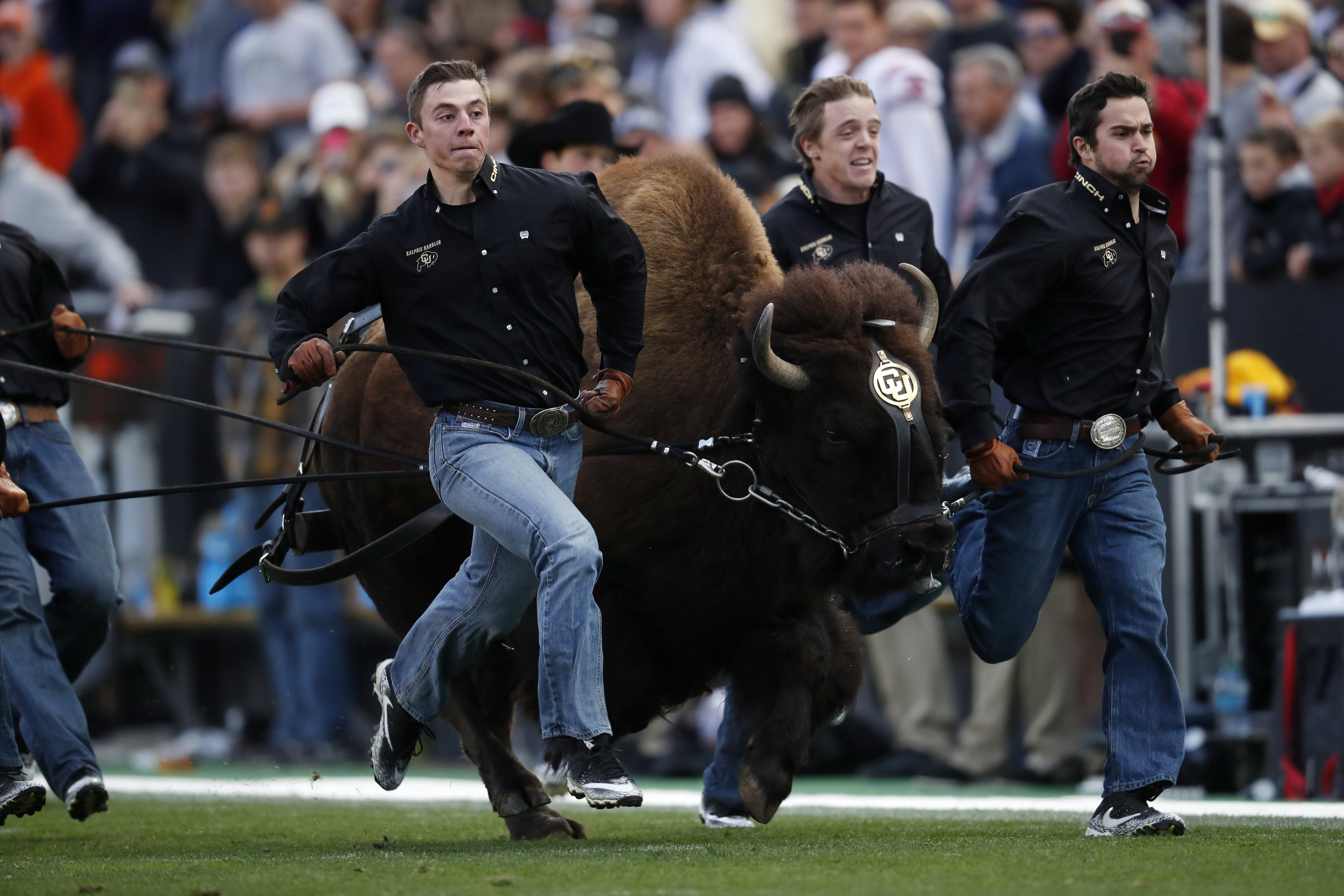 ralphie, handlers