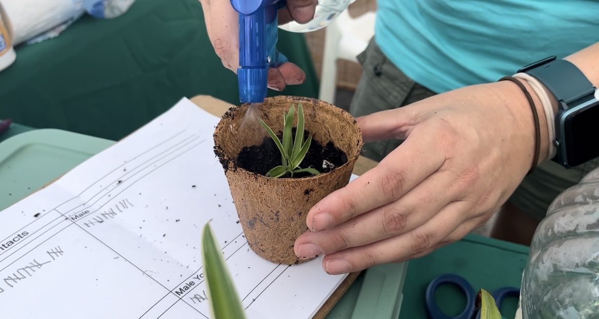 Spider Plant