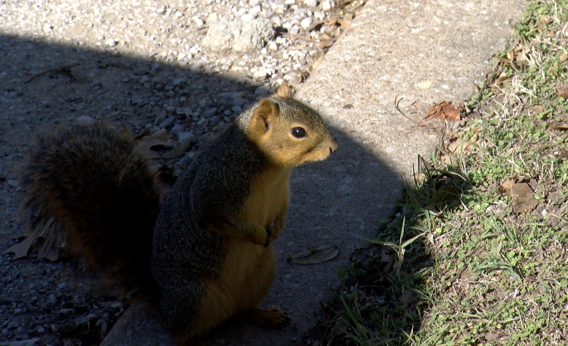 McClure Park Squirrel illegal hunting.png