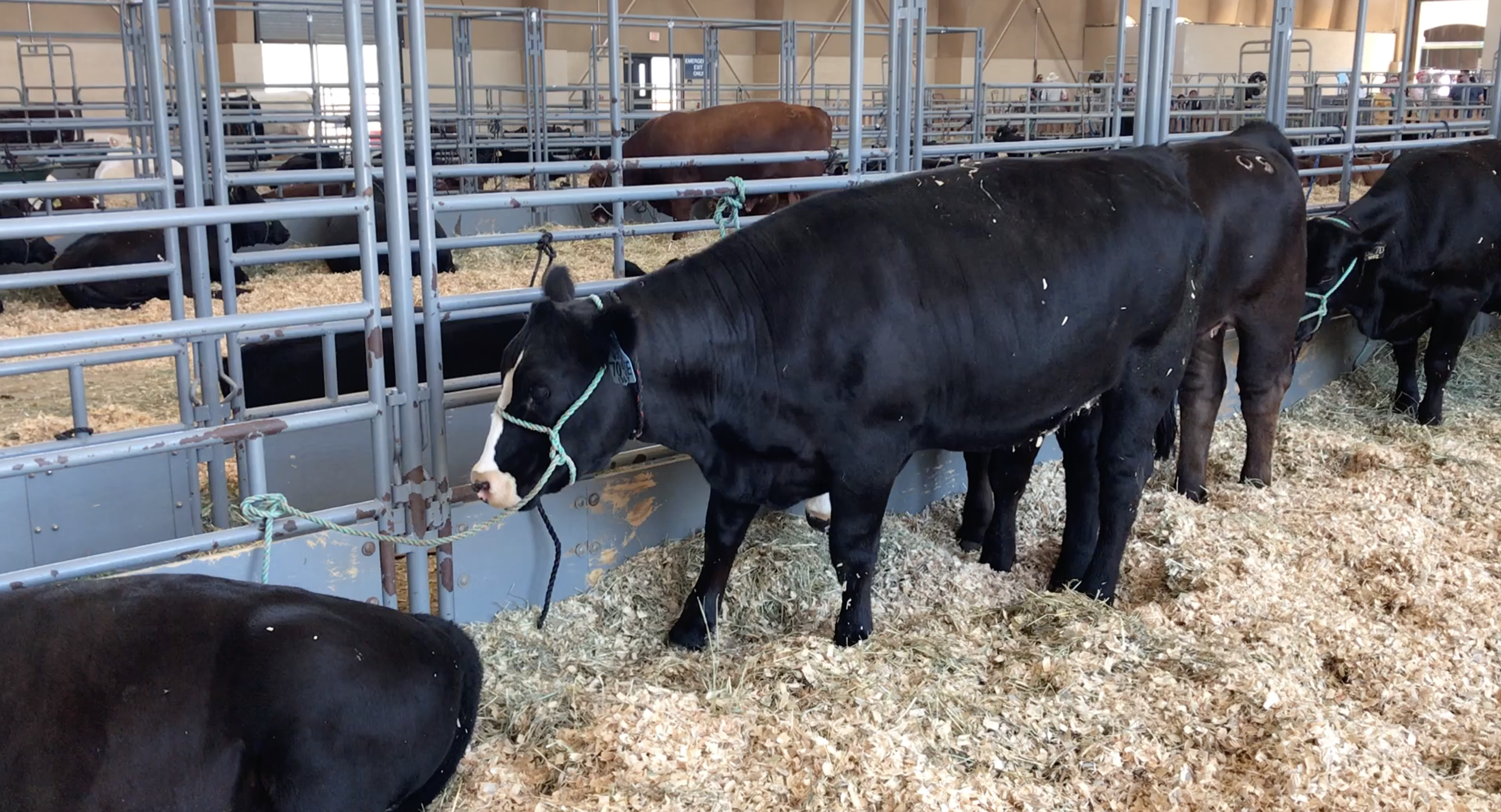 san diego county fair cow