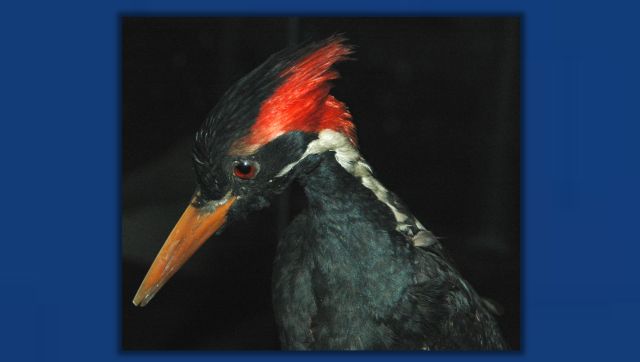 birdy.jpg