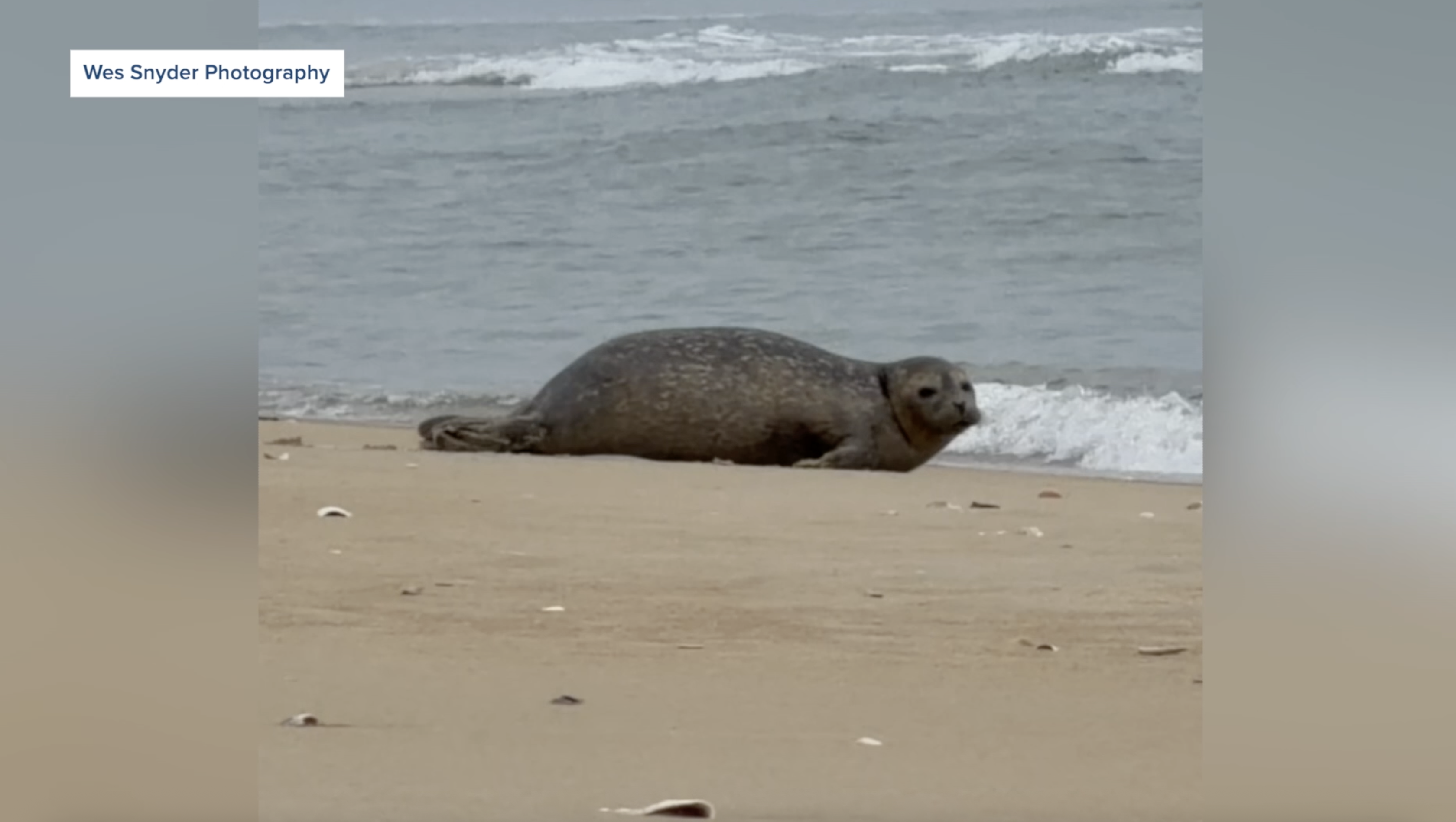 Harbor Seal in Nags Head
