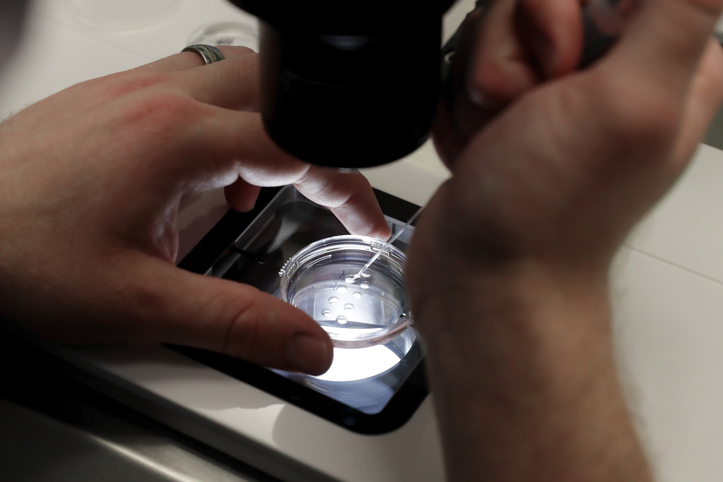 Lab staff prepare small petri dishes, each holding several 1-7 day old embryos, for cells to be extracted from each embryo to test for viability at the Aspire Houston Fertility Institute in vitro fertilization lab.