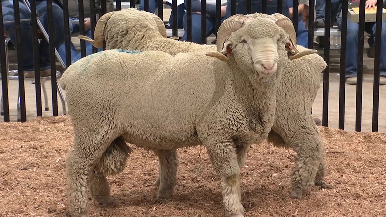 Montana Ram Sale