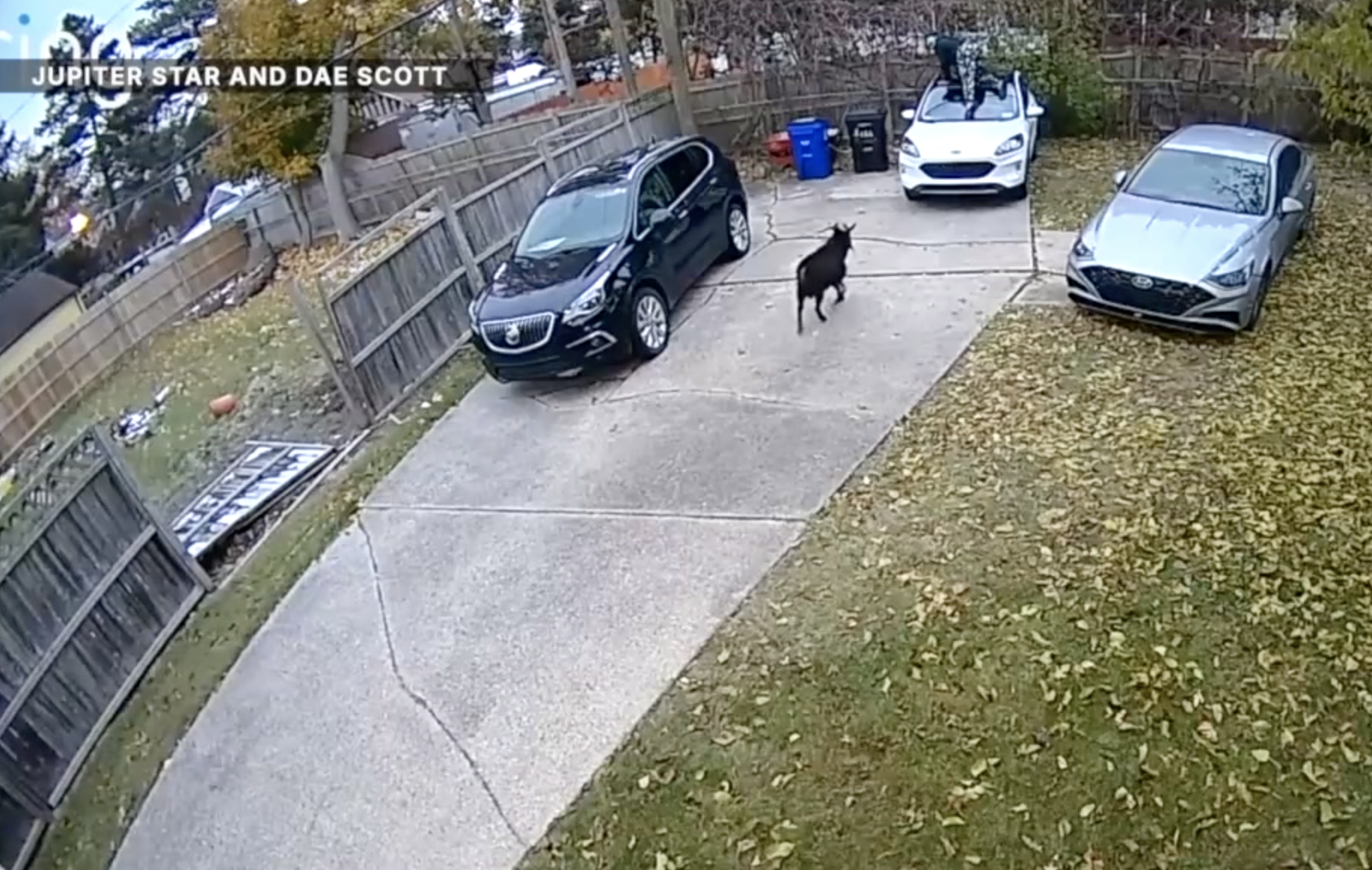 Goat running after neighbor