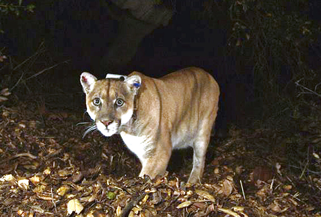 California Famed Mountain Lion