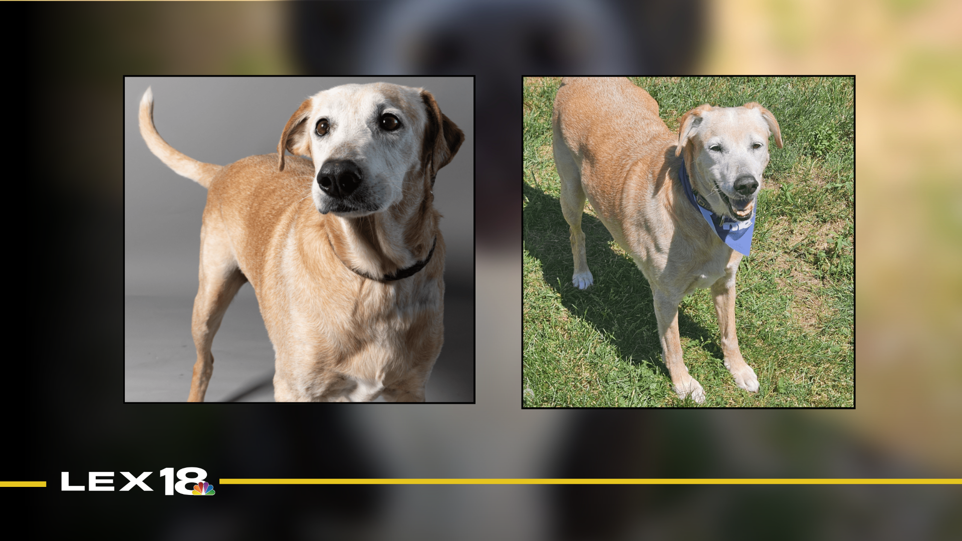 Featured Image Custom Edit (11).png