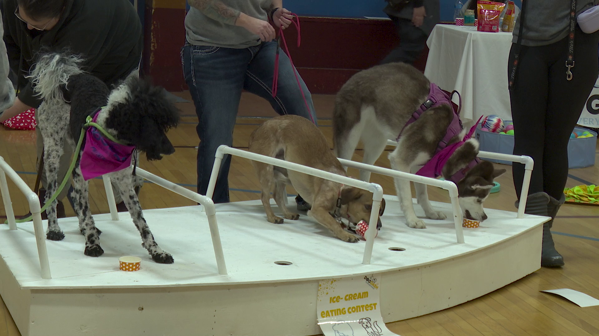 'Winter Pawlympics' support Great Falls Animal Shelter