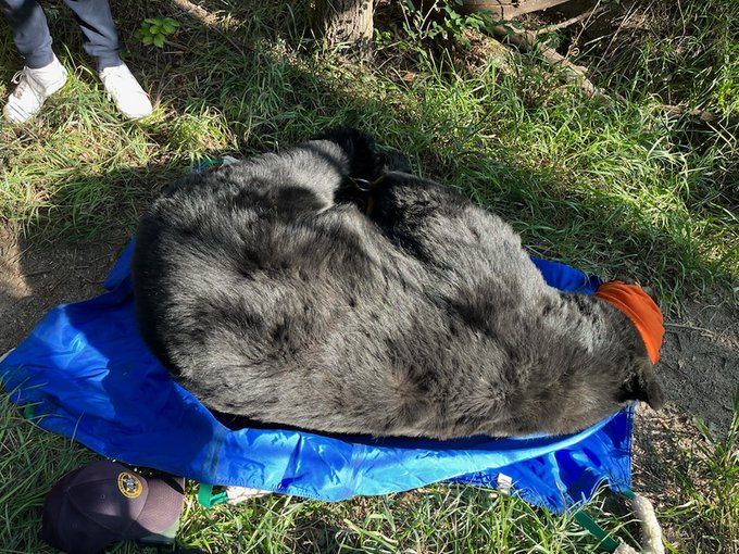 Bear found in the heart of Colorado Springs