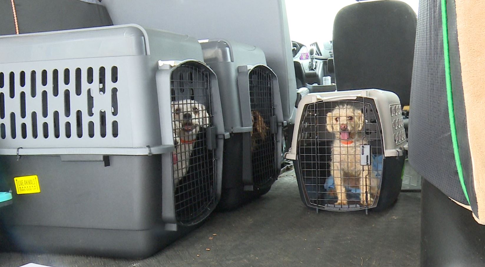 puppy mill 3.JPG