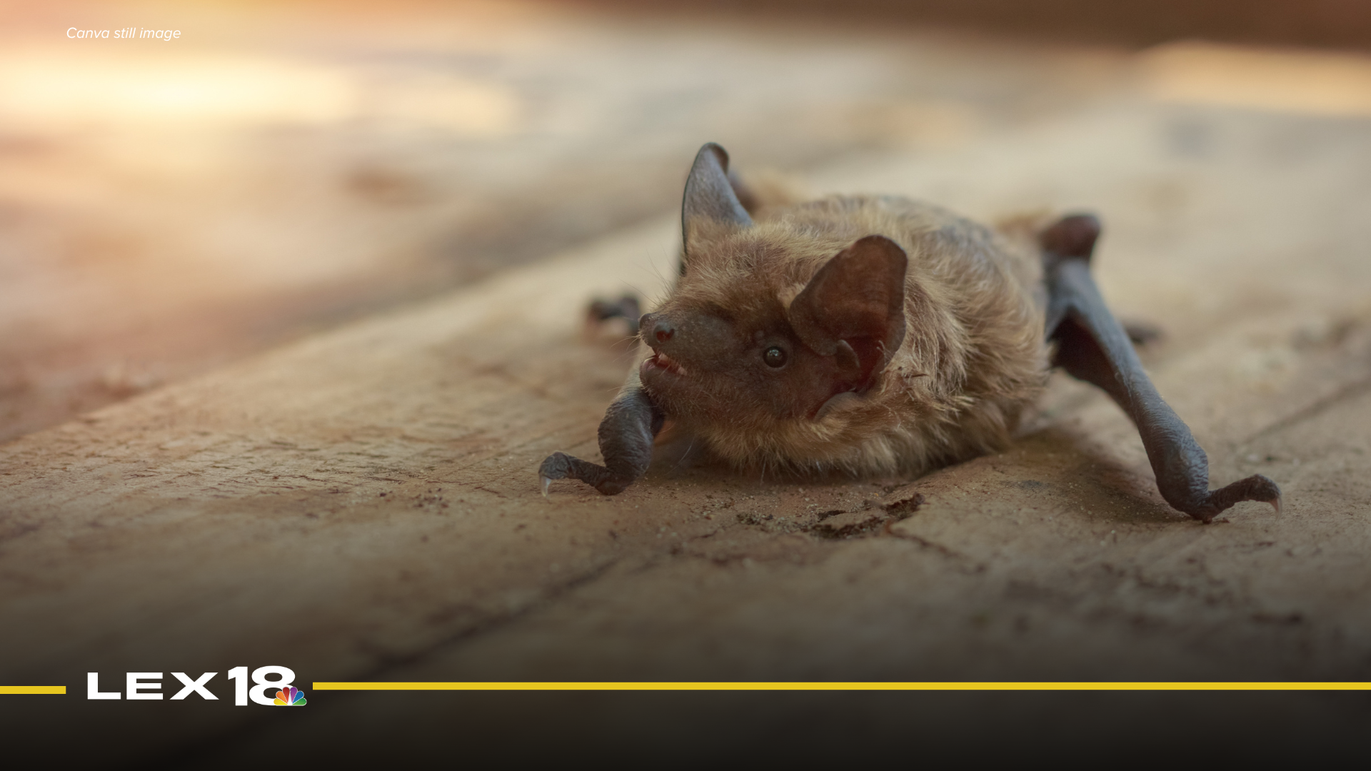 Featured Image Custom Edit (53).png