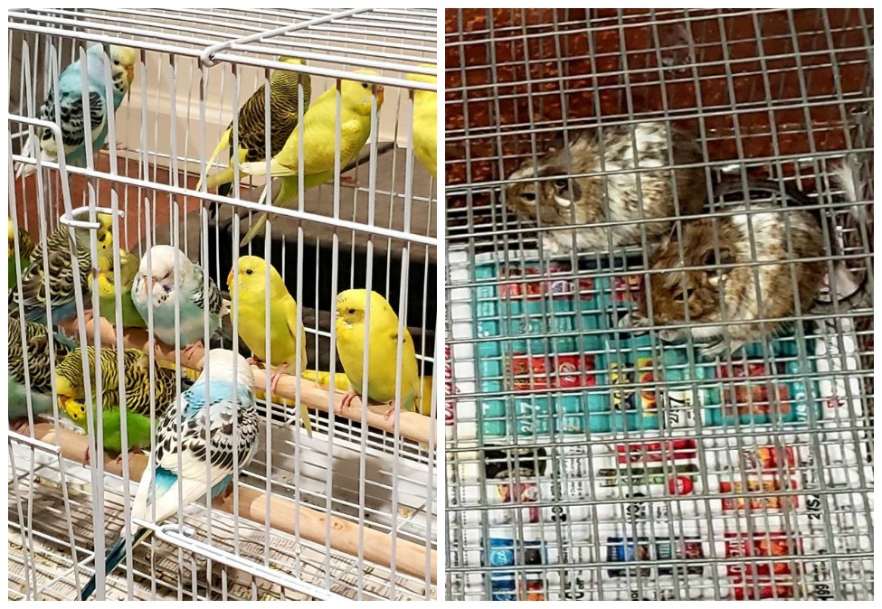 Birds, chinchillas rescued after crash