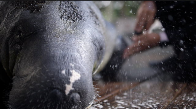 Manatee spray.png