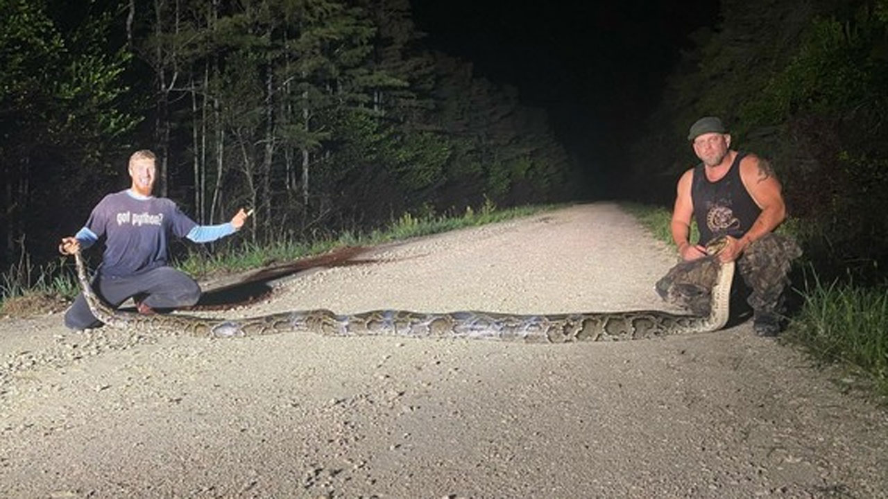 18-foot-9-inch, Burmese-python, Caught in Everglades