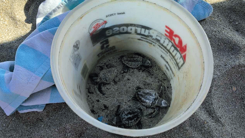 wptv-turtles-in-bucket-.gif