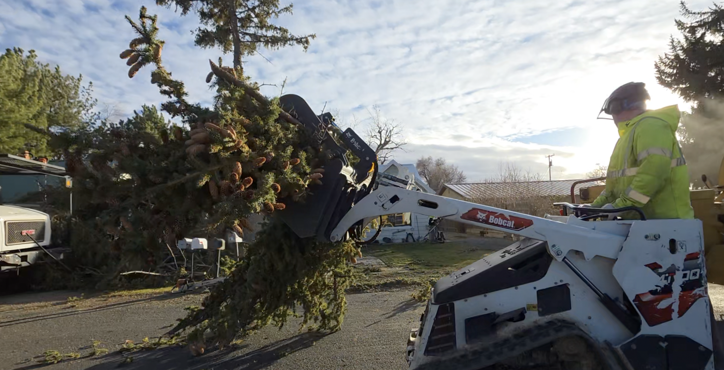 High winds topple healthy trees across southern Idaho